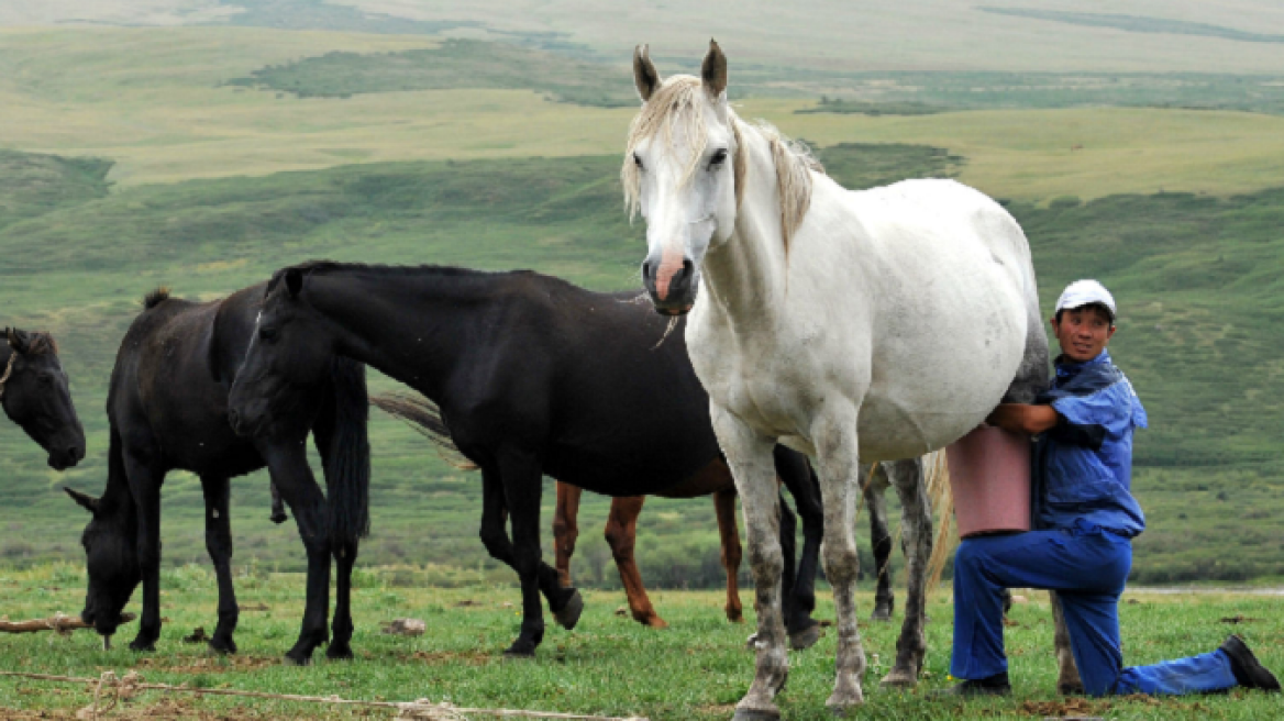 Κιργιστάν: Σκωτσέζος συνελήφθη επειδή αποκάλεσε τοπική σπεσιαλιτέ... πέος αλόγου